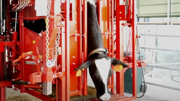 Cow Nail Maintenance Machine